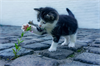 Katze mit Blume